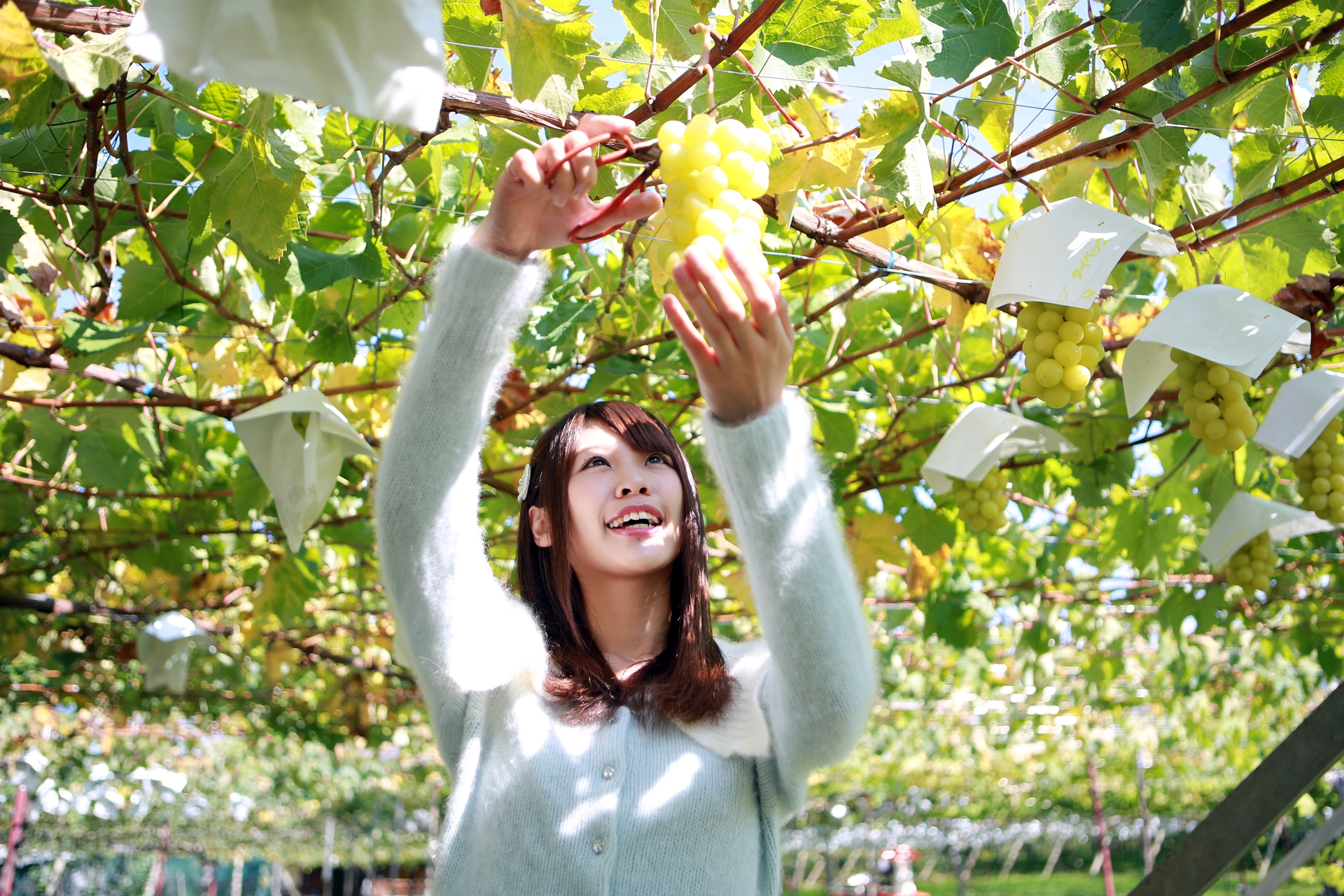 旬のおいしさを求めて 信州牛ランチとぶどう狩り